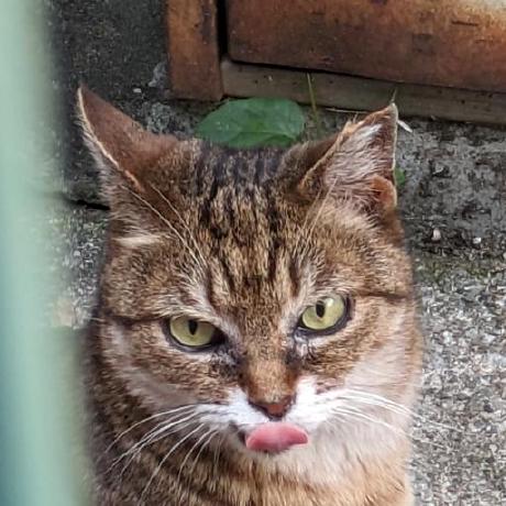 Github Showa 93 Showa Wiki Wiki - Premium Minimal Pattern Gallery - Ultra HD