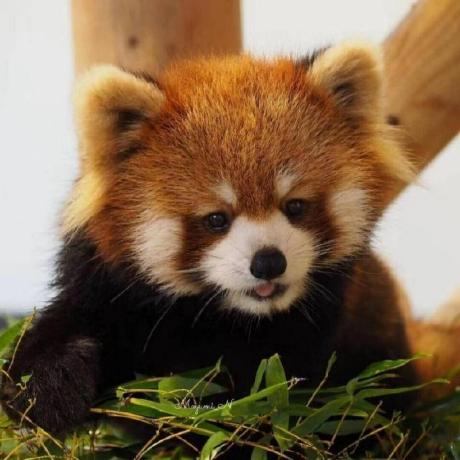 Github Lingjiechen2 Wapiti Code Base - Incredible Mountain Design - Ultra HD