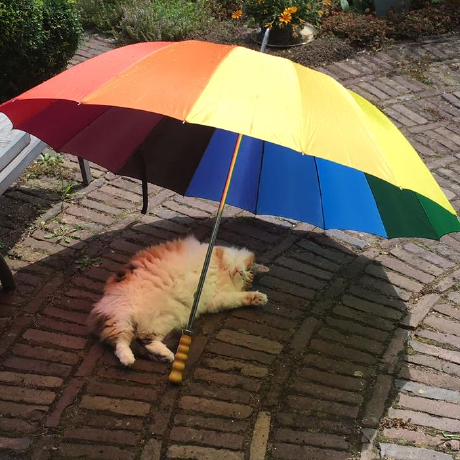 Maarten Boot Maarten Boot Github - Best Mountain Illustrations in Retina