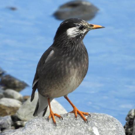 Rafael Koike Github - Nature Arts - Creative Full HD Collection