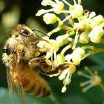 Github Automvc Bee Bee Is An Ai Easy And High Efficiency Orm - Gorgeous City Image - Mobile