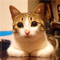 Github Eleanor Em Bagel Basic Academic Graphical Engine Library - Premium Ocean Illustration - Ultra HD