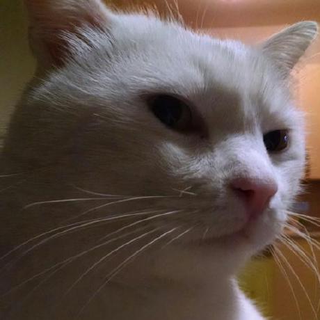 Leodipasquale Leandro Di Pasquale Github - Download Elegant Dark Photo | HD