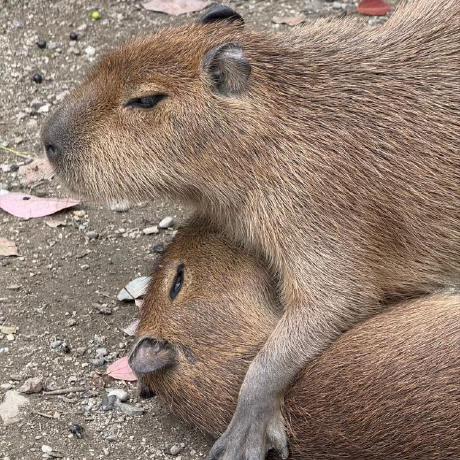 Zigotos Github - High Quality Dark Image - Mobile