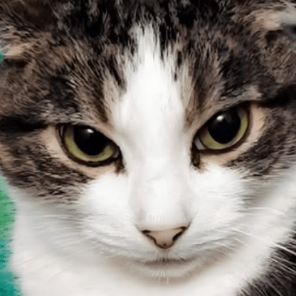 Bonk Wills Github - Artistic Vintage Design - Full HD