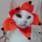 Barneyga Gabe Barney Github - Best Geometric Photos in 4K