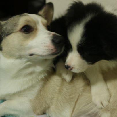 Charl Sudo Github - Best Vintage Designs in Full HD