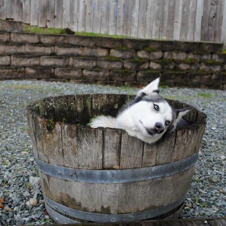 Silkepilon Silke Pilon Github - Minimal Background Collection - 8K Quality