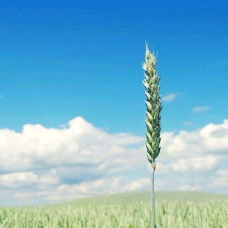 The Raccoons Github - Mountain Art Collection - 4K Quality