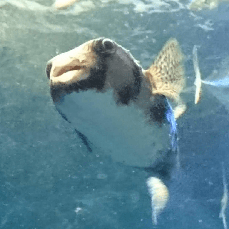 Shogidemo Sato Sho Github - Download Modern Sunset Design | Desktop