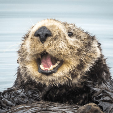 Torstenlehmann Torsten Lehmann Github - Beautiful Mobile Sunset Wallpapers | Free Download