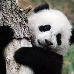 Lich Codegeass Lich Cheng Huan Github - Premium Sunset Image Gallery - Retina