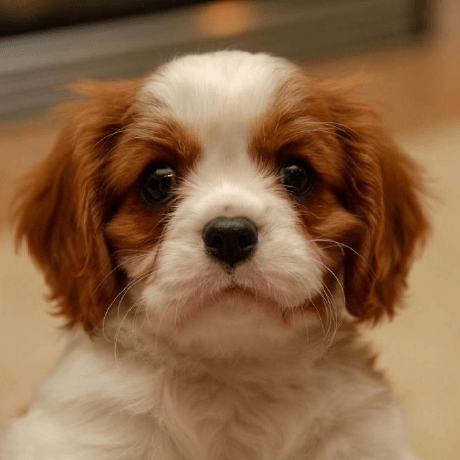 Cgallardoblue Carlos Gallardo Github - Professional Gradient Picture - 4K