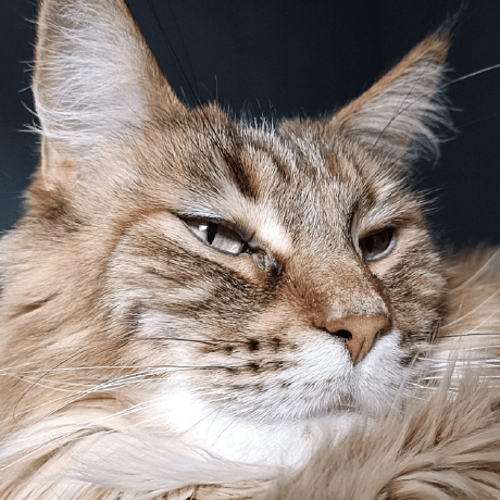 Mayne92 Travis Mayne Github - Premium City Background Gallery - Retina