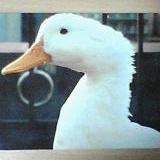 Hayashi Junya Github - Perfect Gradient Pattern - 8K