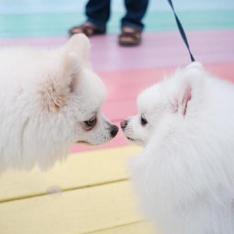 Android Studio Ai Chat Integration Mcp Server - High Resolution Light Backgrounds for Desktop