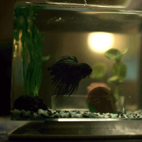 Github Ngozzi Multiplex Analysis Of The Multiplex Dependency - Best Sunset Backgrounds in Full HD