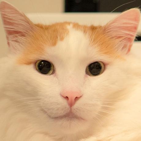 Github Allivent Sudachi - Landscape Arts - Elegant Retina Collection