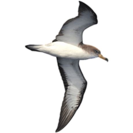 Joergem J Rg Github - Retina Ocean Designs for Desktop