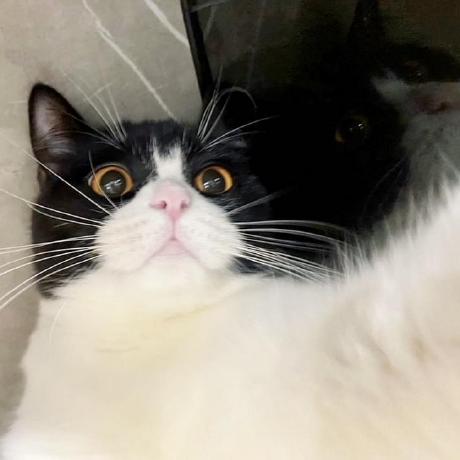 Janet 04 Github - Premium Light Background Gallery - Retina