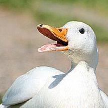 Bethanyproctor Bethany Proctor Github - Professional Gradient Pattern - 4K