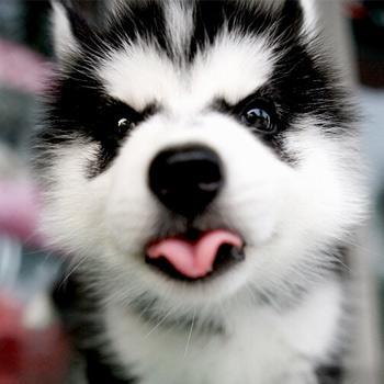 Bsdli Haluo Github - Professional Minimal Pattern - Desktop