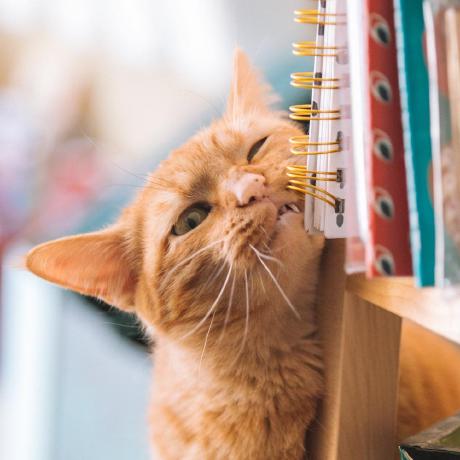 Github Skyzh Skyzh - Colorful Picture Collection - HD Quality