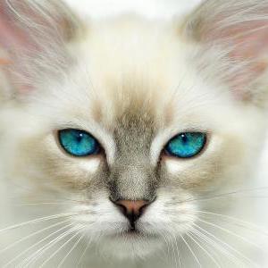 Lonely43 Lonely Github - Minimal Designs - Modern Full HD Collection