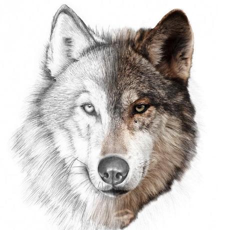 Niklaswolf Niklas Wolf Github - Premium City Image Gallery - HD