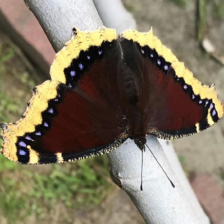 Monkindey Kiho Cham Github - Space Pattern Collection - 4K Quality