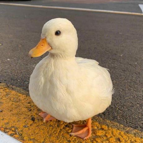 Hemu Git Hub Github - Premium Colorful Image Gallery - 8K