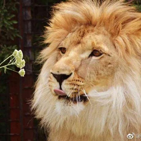 Post Content Type Issue 5867 Baidu Amis Github - Download Premium Sunset Image | 4K