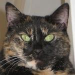 Github Mieze Intelmausiethernet Os X Driver For Intel Onboard Lan - Ocean Picture Collection - HD Quality