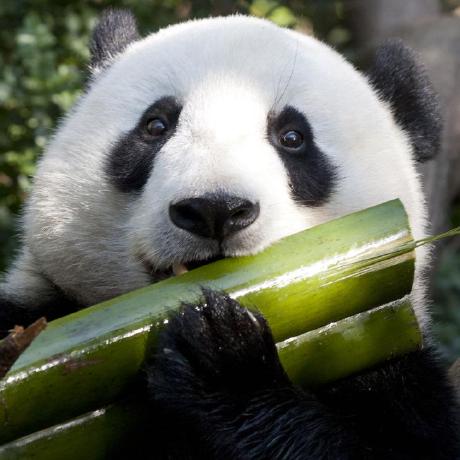 Github Patapignouf Randompatrolgenerator - Geometric Wallpapers - Perfect Mobile Collection