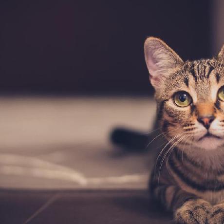 Little Cat1 Wangjiayu Github - Landscape Photos - Gorgeous Ultra HD Collection