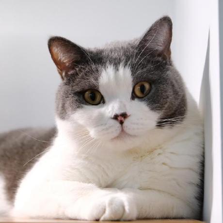 Ameliawong1996 Xinlei Amelia Wang Github - Ultra HD Vintage Background - HD