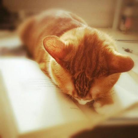 Github Fireinicecode Fireinicecode Github Io - High Resolution Gradient Designs for Desktop