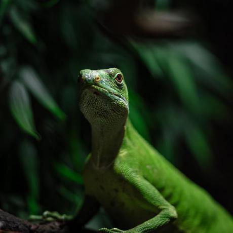 Github Hathibelagal Dev Tui File Explorer Just A Beautiful File - Vintage Images - Classic 8K Collection