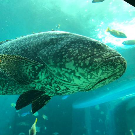 Github Katoatsushi Transformer - Best Gradient Patterns in Full HD