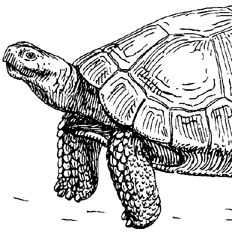 Sea Tortoise Github - Landscape Texture Collection - 8K Quality