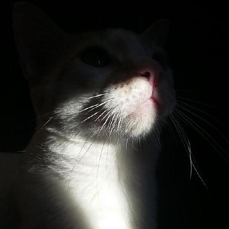 Camilla James Github - Best Sunset Textures in 8K