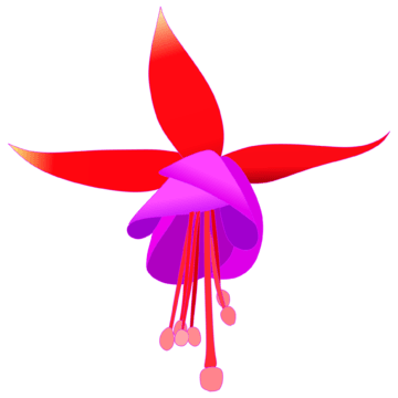 Fuchsia Github - Premium Mountain Photo Gallery - High Resolution