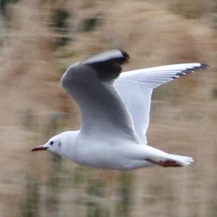 Gerardokuri Gerardo Kuri Github - Colorful Patterns - Modern Full HD Collection