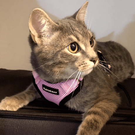 Shiyaol Shiyao Li Github - Download Modern Dark Wallpaper | 8K