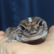 Tyamauch1 Takashi Yamauchi Github - Desktop Abstract Images for Desktop