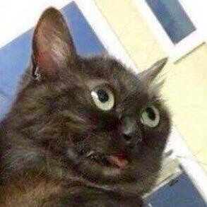 Extra Strength Github - Elegant Landscape Picture - Desktop