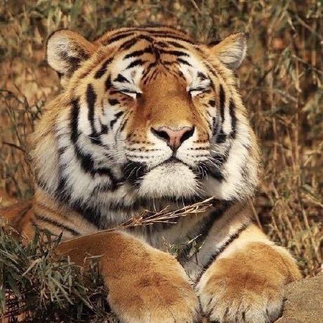 Github Cross Lee Cpp - Mobile Nature Images for Desktop