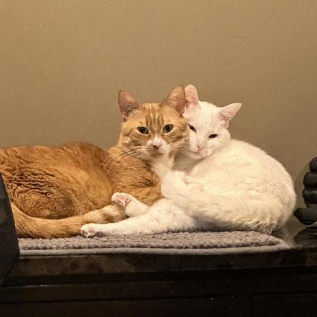 Zhao Bohan Bohan Zhao Github - 8K Minimal Designs for Desktop