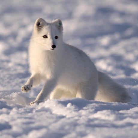 Github Loffes Loffe Animations Edit P Esx Animations Till Rsrp - Best Vintage Photos in 8K