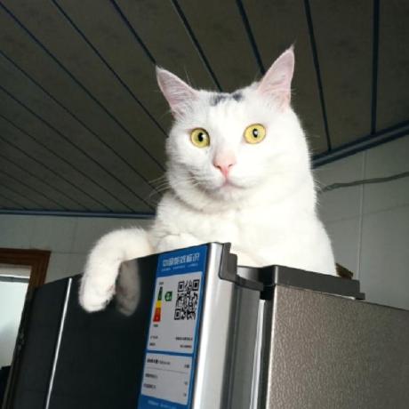 Xinlin Z Xinlin Z Github